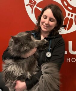 Cheyenne, our veterinary technician, cuddling a large long-haired grey cat.