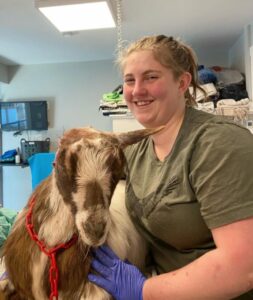 Kayla our veterinary assistant, aiding in a surgery on a goat's ear.